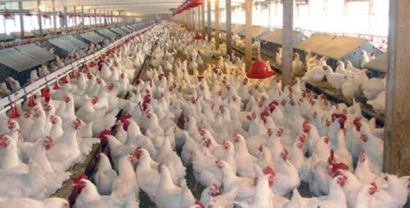 طرح توجیهی احداث مزرعه مرغ تخم گذار