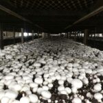 طرح توجیهی گلخانه پرورش قارچ دکمه ای