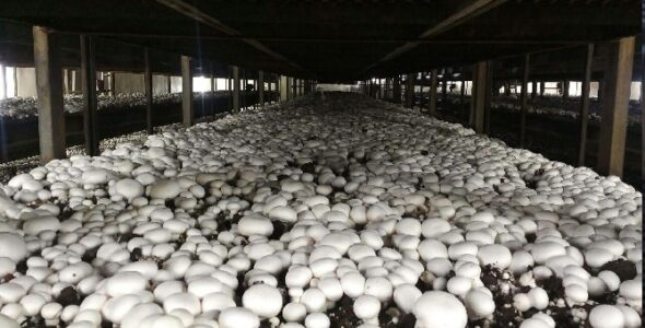 طرح توجیهی گلخانه پرورش قارچ دکمه ای